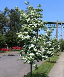 Brighter Blooms Starlight Flowering Dogwood Tree 9 Brighter Blooms Starlight Flowering Dogwood Tree