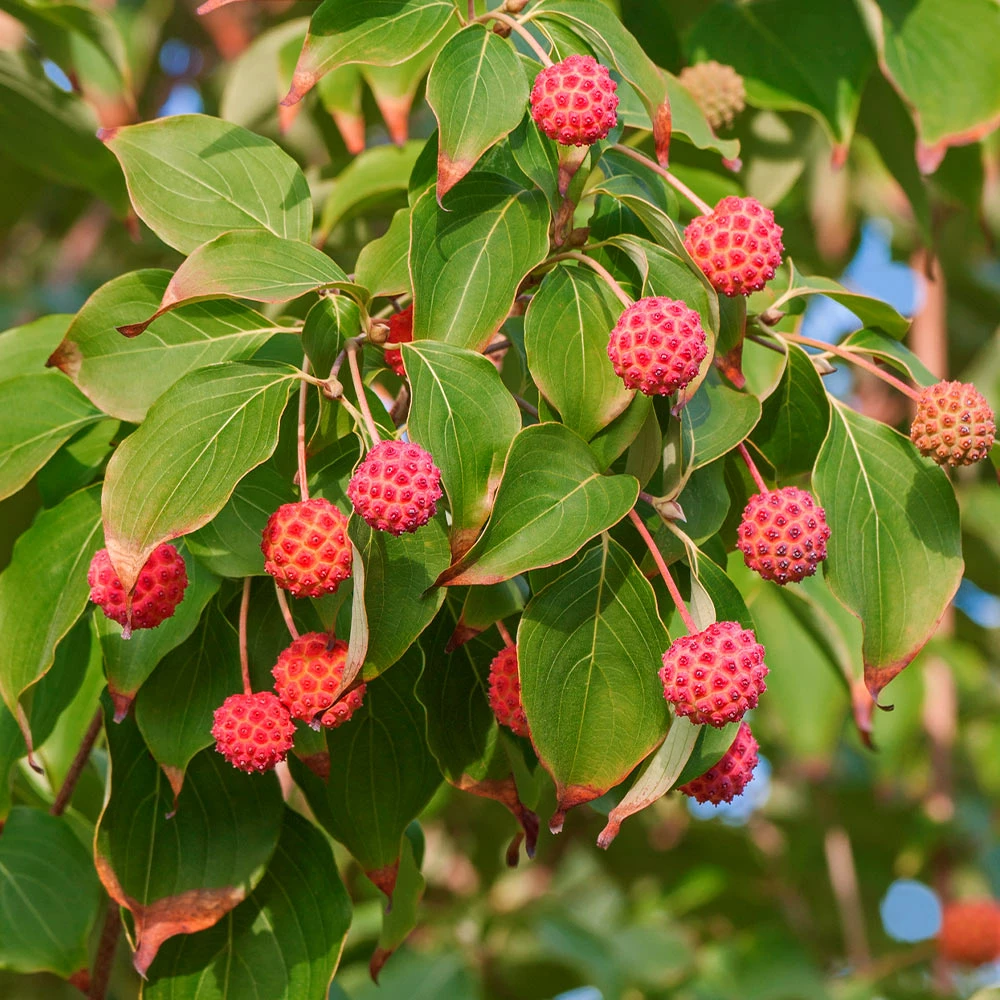 Brighter Blooms Starlight Flowering Dogwood Tree 4 Brighter Blooms Starlight Flowering Dogwood Tree
