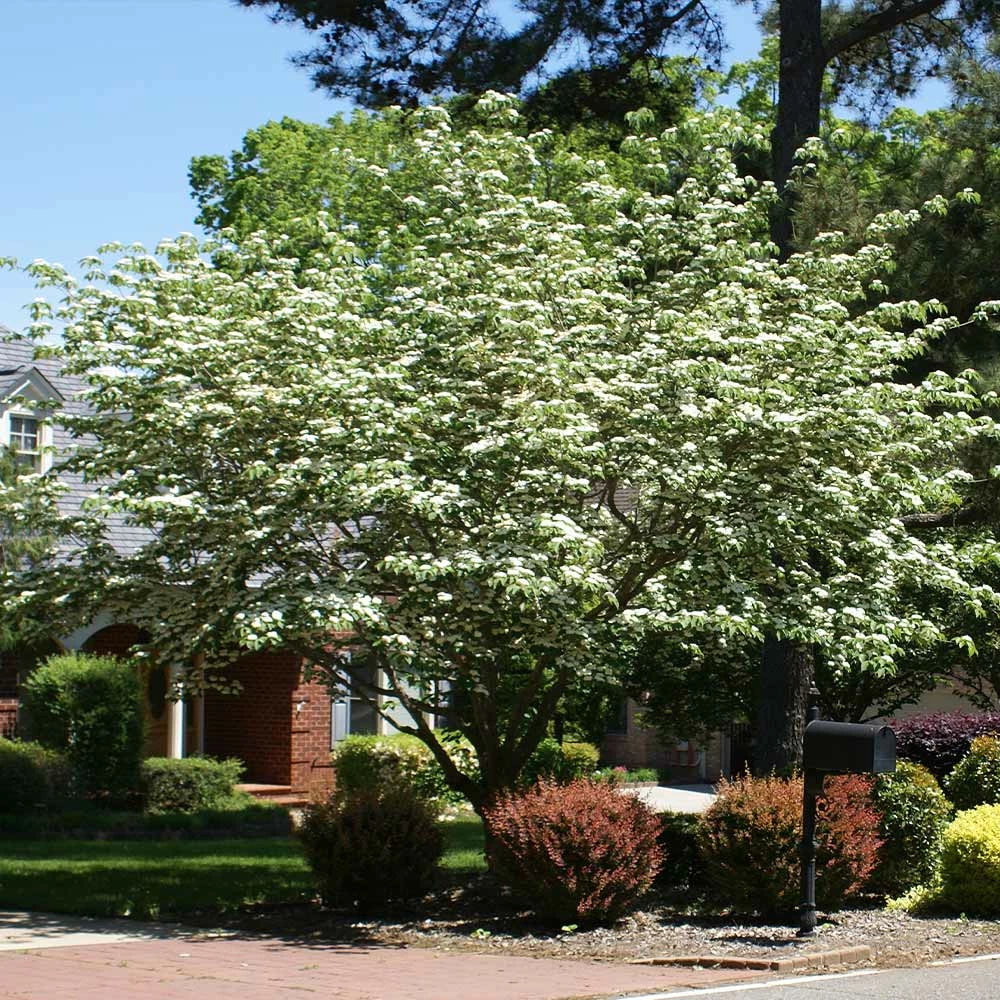 Brighter Blooms Starlight Flowering Dogwood Tree 2 Brighter Blooms Starlight Flowering Dogwood Tree