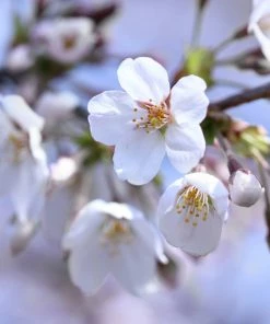 Brighter Blooms Stella Cherry Tree
