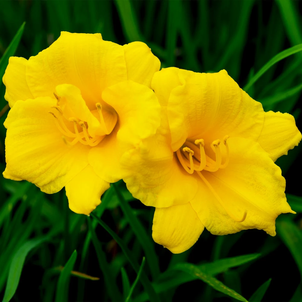 Brighter Blooms Stella D'Oro Daylily 3 Brighter Blooms Stella D'Oro Daylily
