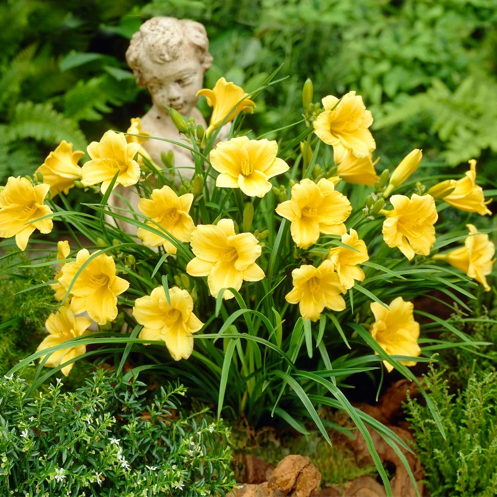 Brighter Blooms Stella D'Oro Daylily 2 Brighter Blooms Stella D'Oro Daylily