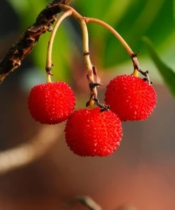 Brighter Blooms Strawberry Tree