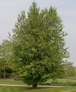 Brighter Blooms Chinese Hackberry Tree