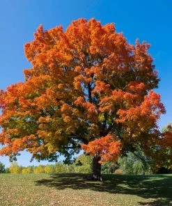 Brighter Blooms Sugar Maple Tree Shade Trees
