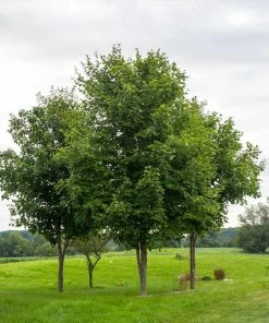 Brighter Blooms Sugar Maple Tree Shade Trees