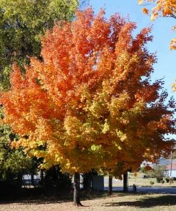 Brighter Blooms Sugar Maple Tree Shade Trees