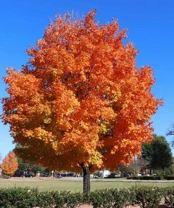 Brighter Blooms Sugar Maple Tree Shade Trees