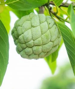 Brighter Blooms Sugar Apple Tree Fruit Trees 9 Brighter Blooms Sugar Apple Tree Fruit Trees