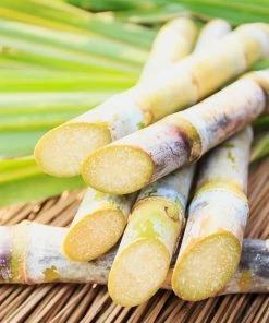 Brighter Blooms Sugar Cane Plant SHOP ALL