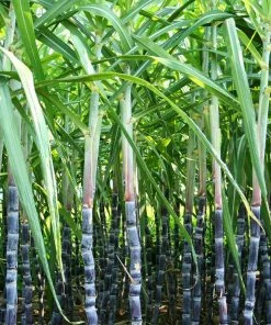Brighter Blooms Sugar Cane Plant SHOP ALL