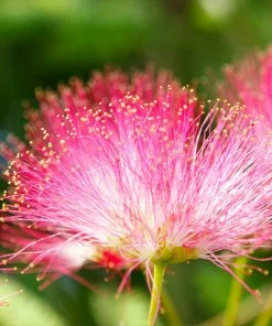 Brighter Blooms Summer Chocolate Mimosa Tree