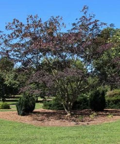 Brighter Blooms Summer Chocolate Mimosa Tree