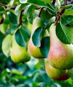 Brighter Blooms Summercrisp Pear Tree Fruit Trees