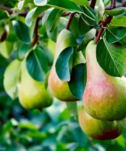 Brighter Blooms Summercrisp Pear Tree Fruit Trees