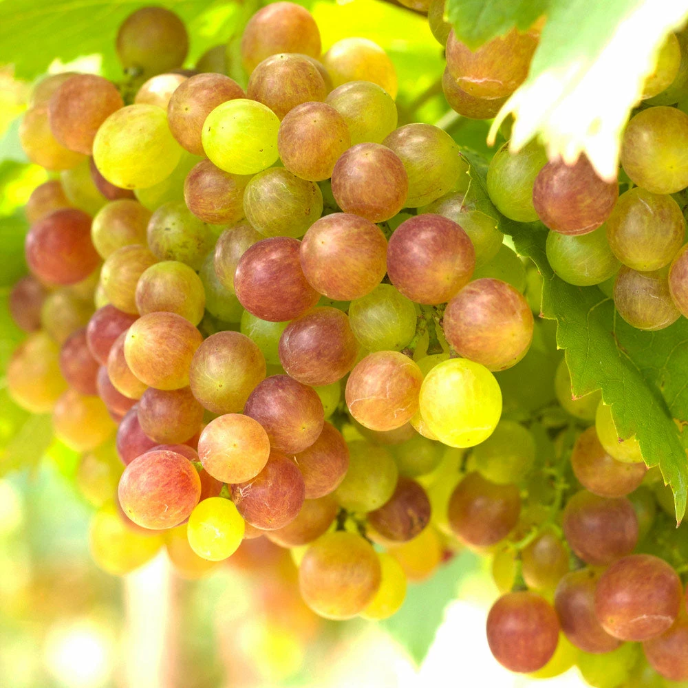 Brighter Blooms Summit Grape Vine Fruit Trees 2 Brighter Blooms Summit Grape Vine Fruit Trees