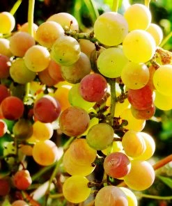 Brighter Blooms Summit Grape Vine Fruit Trees 5 Brighter Blooms Summit Grape Vine Fruit Trees
