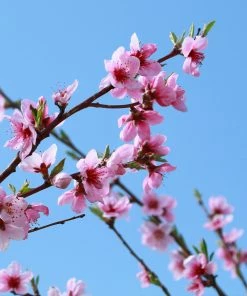 Brighter Blooms Sunglo Nectarine Fruit Trees 7 Brighter Blooms Sunglo Nectarine Fruit Trees