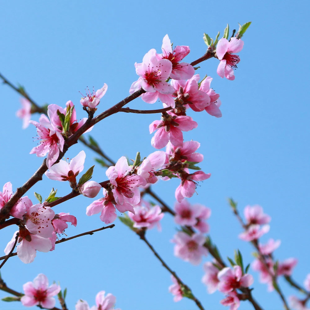 Brighter Blooms Sunglo Nectarine Fruit Trees 4 Brighter Blooms Sunglo Nectarine Fruit Trees