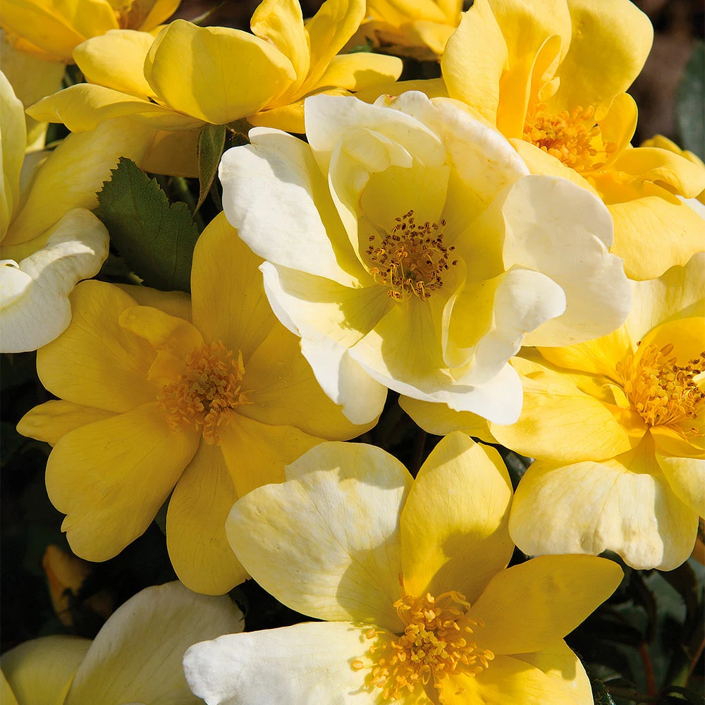 Brighter Blooms Shrubs & Hedges Sunny Knock Out® Rose 3 Brighter Blooms Shrubs & Hedges Sunny Knock Out® Rose