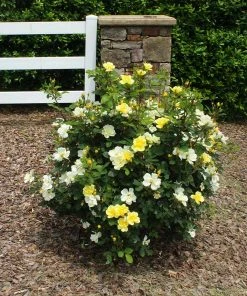 Brighter Blooms Shrubs & Hedges Sunny Knock Out® Rose 11 Brighter Blooms Shrubs & Hedges Sunny Knock Out® Rose