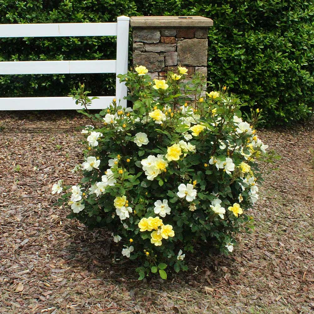 Brighter Blooms Shrubs & Hedges Sunny Knock Out® Rose 6 Brighter Blooms Shrubs & Hedges Sunny Knock Out® Rose