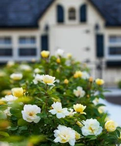 Brighter Blooms Shrubs & Hedges Sunny Knock Out® Rose 10 Brighter Blooms Shrubs & Hedges Sunny Knock Out® Rose