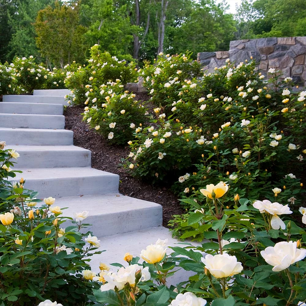 Brighter Blooms Shrubs & Hedges Sunny Knock Out® Rose 4 Brighter Blooms Shrubs & Hedges Sunny Knock Out® Rose