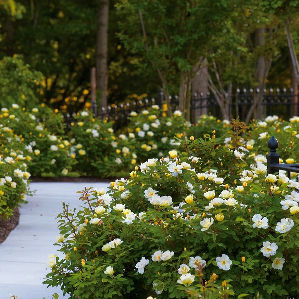 Brighter Blooms Shrubs & Hedges Sunny Knock Out® Rose 2 Brighter Blooms Shrubs & Hedges Sunny Knock Out® Rose