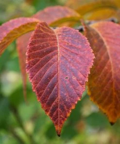 Brighter Blooms Emerald Sunshine® Elm Tree Shade Trees