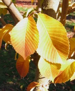 Brighter Blooms Emerald Sunshine® Elm Tree Shade Trees