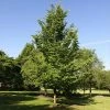 Brighter Blooms Emerald Sunshine® Elm Tree Shade Trees