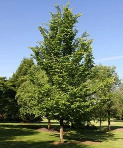 Brighter Blooms Emerald Sunshine® Elm Tree Shade Trees