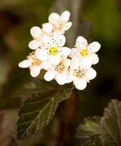 Brighter Blooms Sweet Cherry Tea Ninebark Shrub 7 Brighter Blooms Sweet Cherry Tea Ninebark Shrub