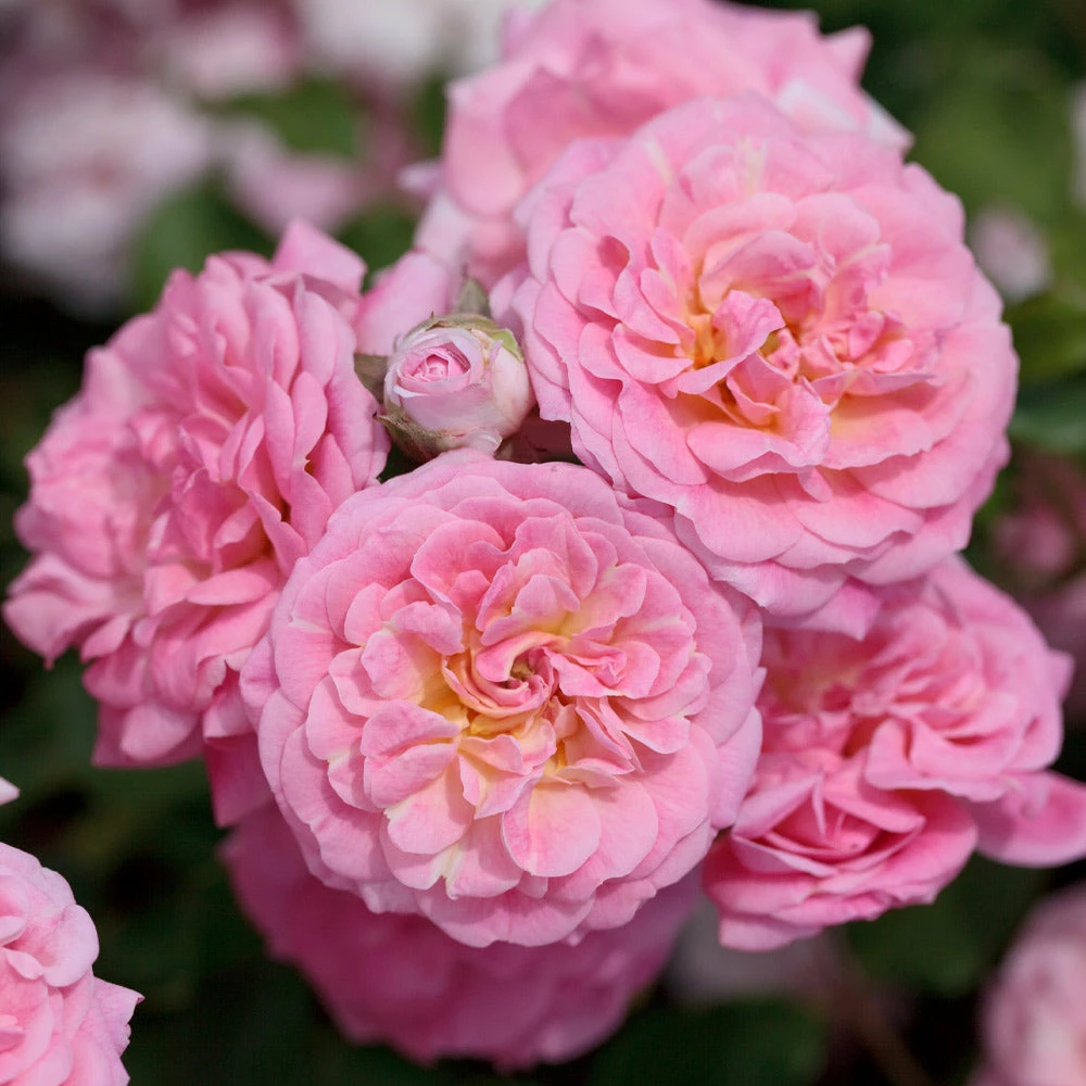 Brighter Blooms Sweet Drift® Rose 3 Brighter Blooms Sweet Drift® Rose