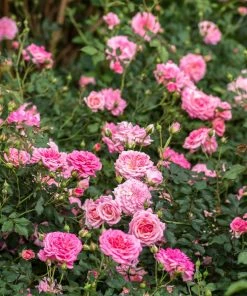 Brighter Blooms Sweet Drift® Rose