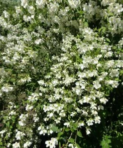Brighter Blooms Sweet Mock Orange Shrub 6 Brighter Blooms Sweet Mock Orange Shrub