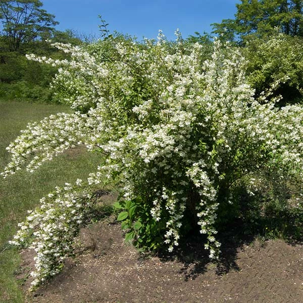 Brighter Blooms Sweet Mock Orange Shrub 4 Brighter Blooms Sweet Mock Orange Shrub