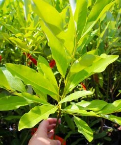 Brighter Blooms Evergreen & Privacy Sweetbay Magnolia Tree