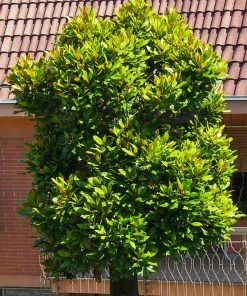 Brighter Blooms Evergreen & Privacy Sweetbay Magnolia Tree