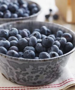 Brighter Blooms Sweetheart Blueberry Bush