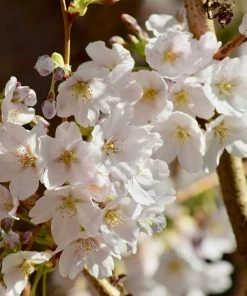 Brighter Blooms Sweetheart Cherry Tree