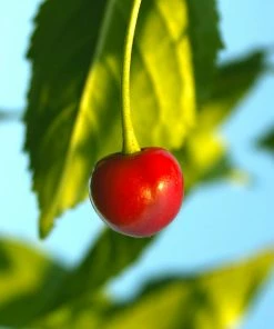 Brighter Blooms Sweetheart Cherry Tree