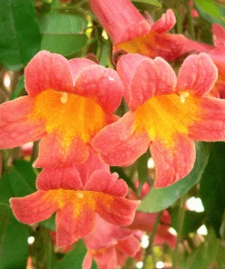 Brighter Blooms SHOP ALL Tangerine Beauty Crossvine