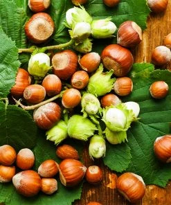 Brighter Blooms Theta Filbert Hazelnut Tree Nut Trees