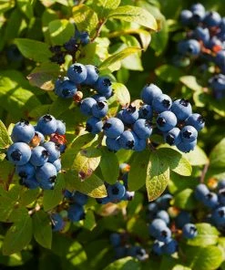 Brighter Blooms Toro Blueberry Bush Blueberry Bushes