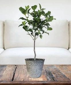 Brighter Blooms First Love® Tabletop Gardenia Plant