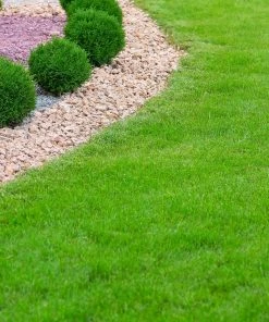 Brighter Blooms TurboTurf™ Tall Fescue Grass Seed 7 Brighter Blooms TurboTurf™ Tall Fescue Grass Seed