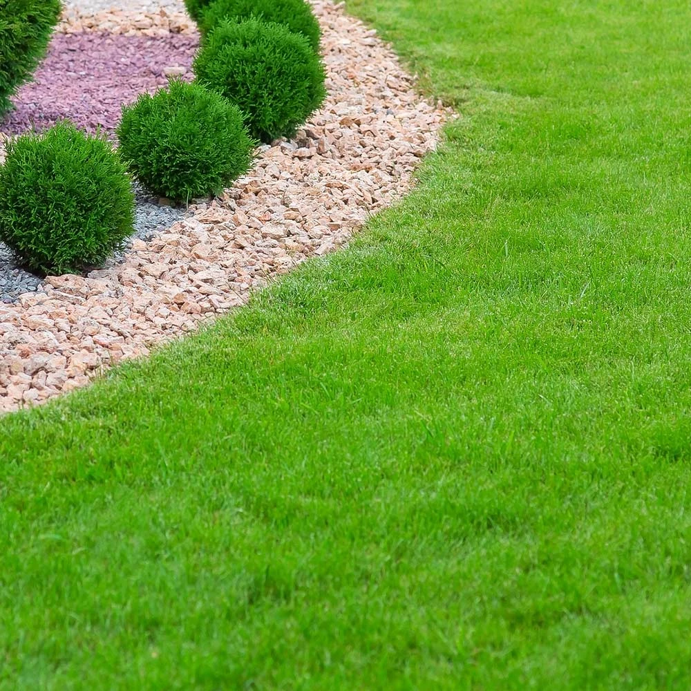 Brighter Blooms TurboTurf™ Tall Fescue Grass Seed 4 Brighter Blooms TurboTurf™ Tall Fescue Grass Seed