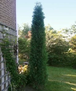 Brighter Blooms Juniper Trees Taylor Juniper Tree